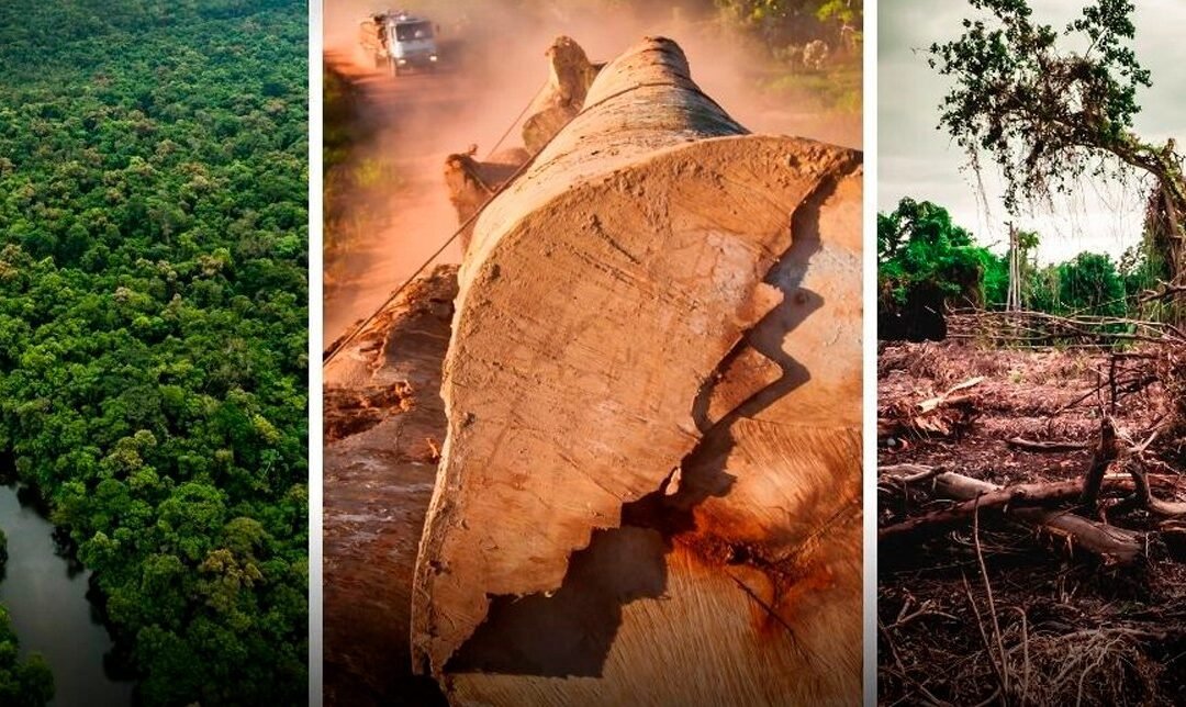 The ‘Green’ Underworld: Pakistan’s Environmental Crime Syndicates, and Their Toll on Natural Resources