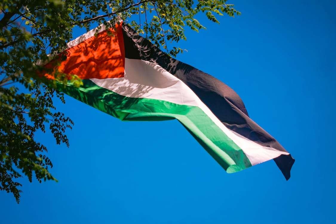 palestine-flags-waving-behind-tree palestine-flags-waving