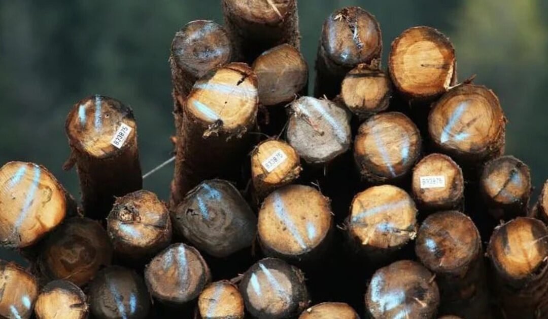 Environmental Lawfare in Pakistan: How a New Generation of Legislation is Fighting the Timber Mafia