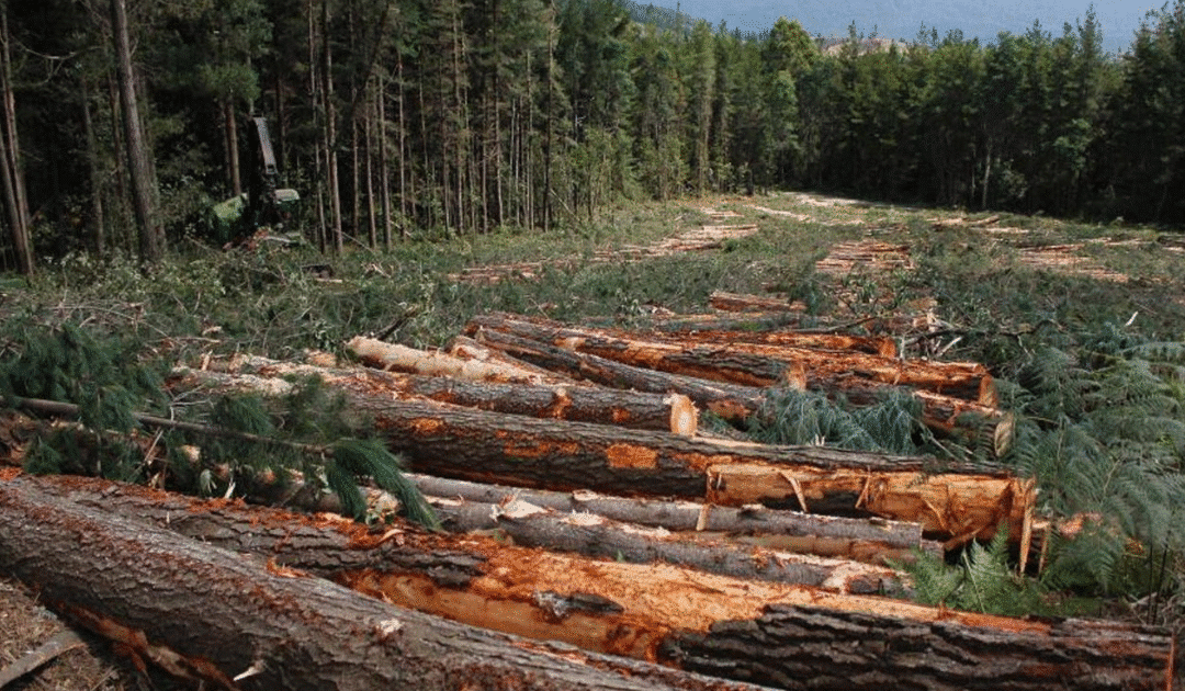 Pakistan Faces Critical Environmental Threat as Forest Cover Falls by 18% Since 1992