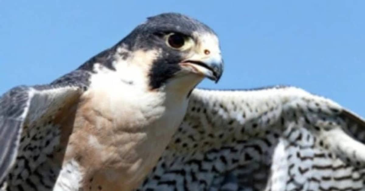 falcons, quails (2) falcons, quails