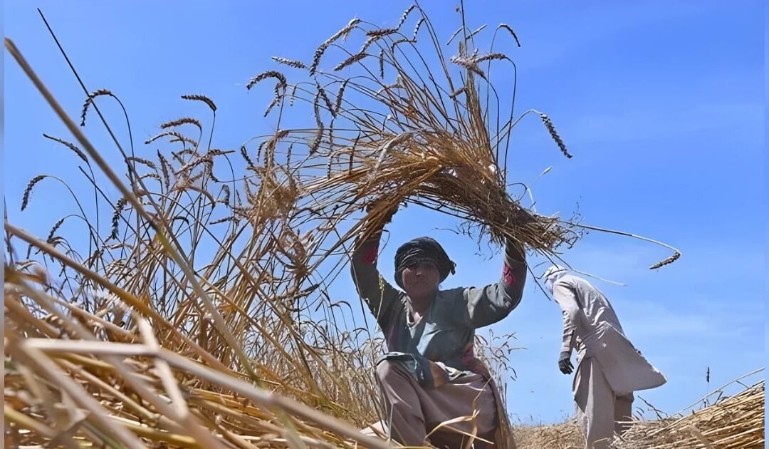 Food Security, and the Global South: Lessons Pakistan Must Learn from Global Grain Politics