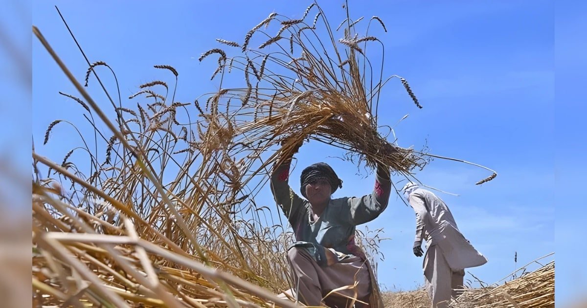 Food Security and the Global South, Lessons Pakistan Must Learn from Global Grain Politics Food Security and the Global South, Lessons Pakistan Must Learn from Global Grain Politics