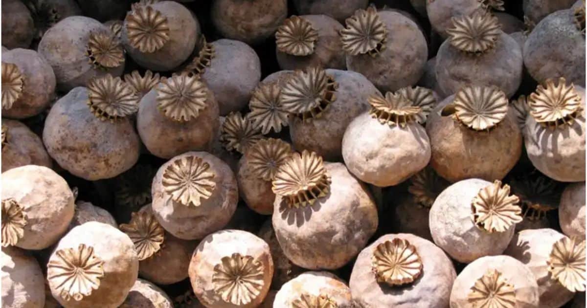 Cartels Without Borders Why Pakistan’s Drug Networks Are Part of a Larger Transnational Crime Economy Cartels Without Borders Why Pakistan’s Drug Networks Are Part of a Larger Transnational Crime Economy