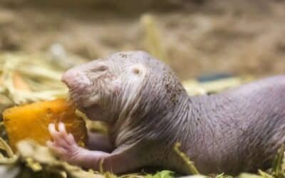 Scientists Uncover DNA Repair Mechanism Behind Naked Mole-Rat’s Remarkable Longevity