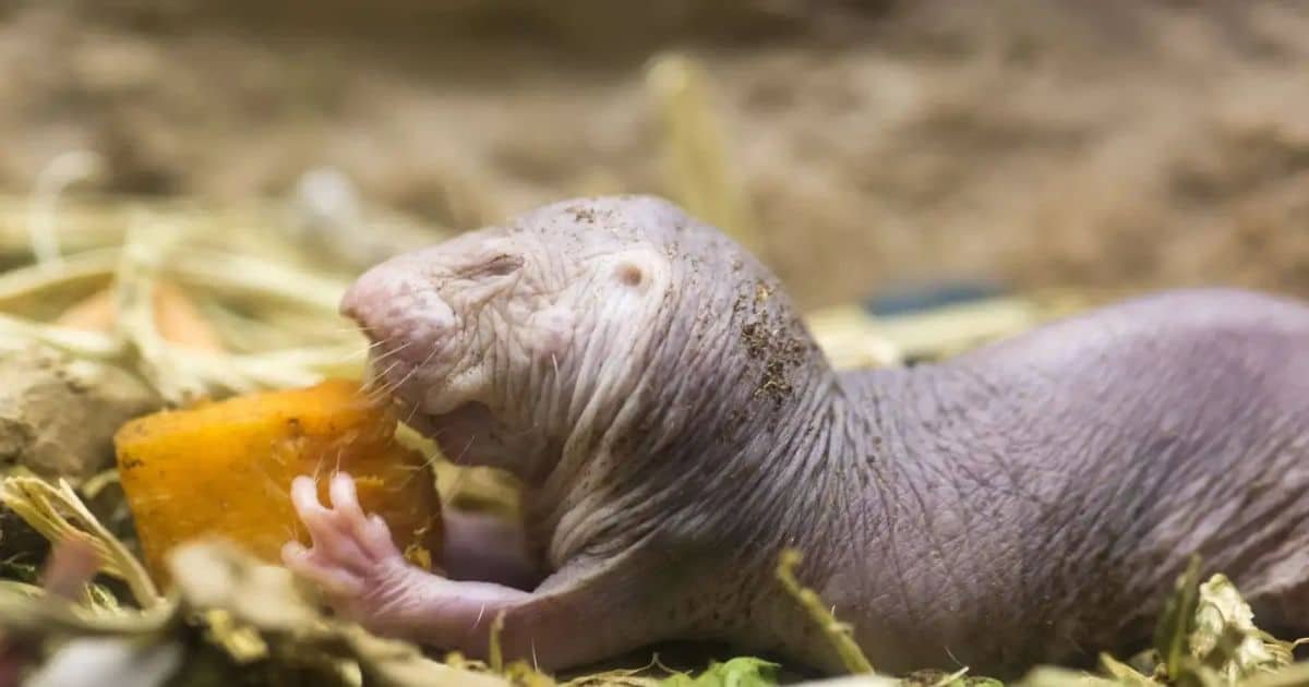 Scientists Uncover DNA Repair Mechanism Naked Mole Rat