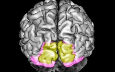 Study Finds Unexpected Brain Cells Crucial for Storing Emotional Memories