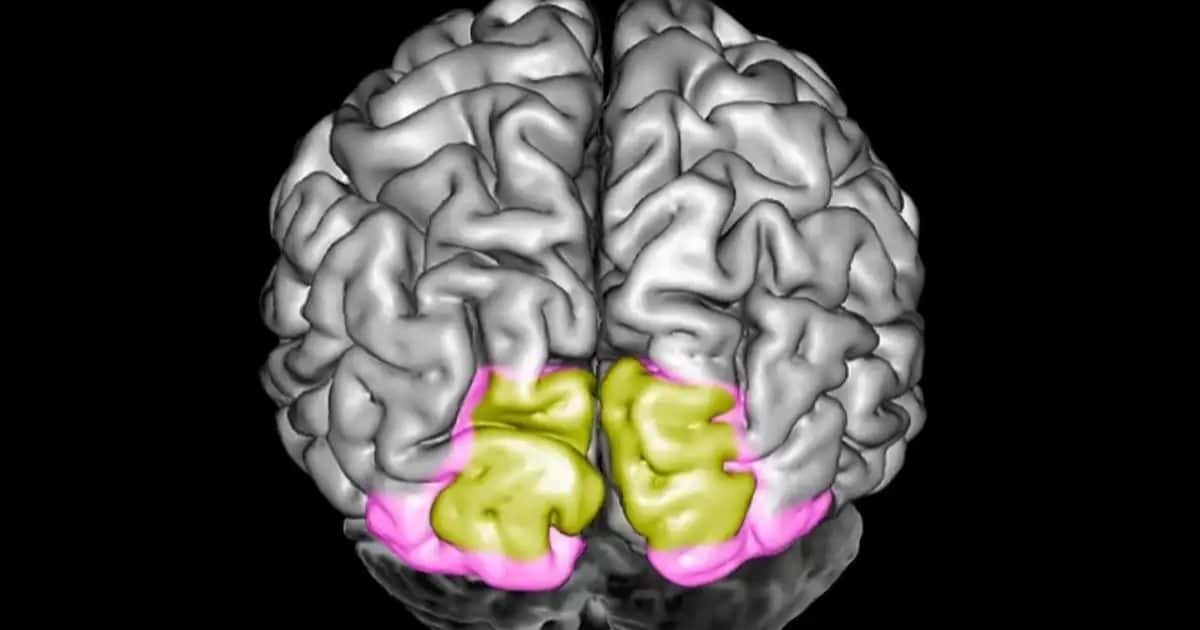 Study Finds Unexpected Brain Cells Crucial for Storing Emotional Memories Study Finds Unexpected Brain Cells Crucial for Storing Emotional Memories