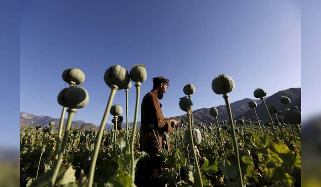 Afghan Opium Production Falls Sharply After Taliban Ban, UN Reports