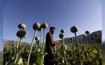 Afghan Opium Production Falls Sharply After Taliban Ban, UN Reports