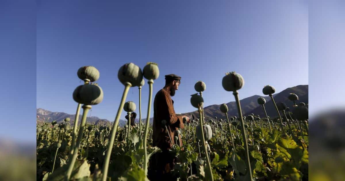 Afghan Opium Production Falls Sharply After Taliban Ban, UN Reports Afghan Opium Production Falls Sharply After Taliban Ban, UN Reports