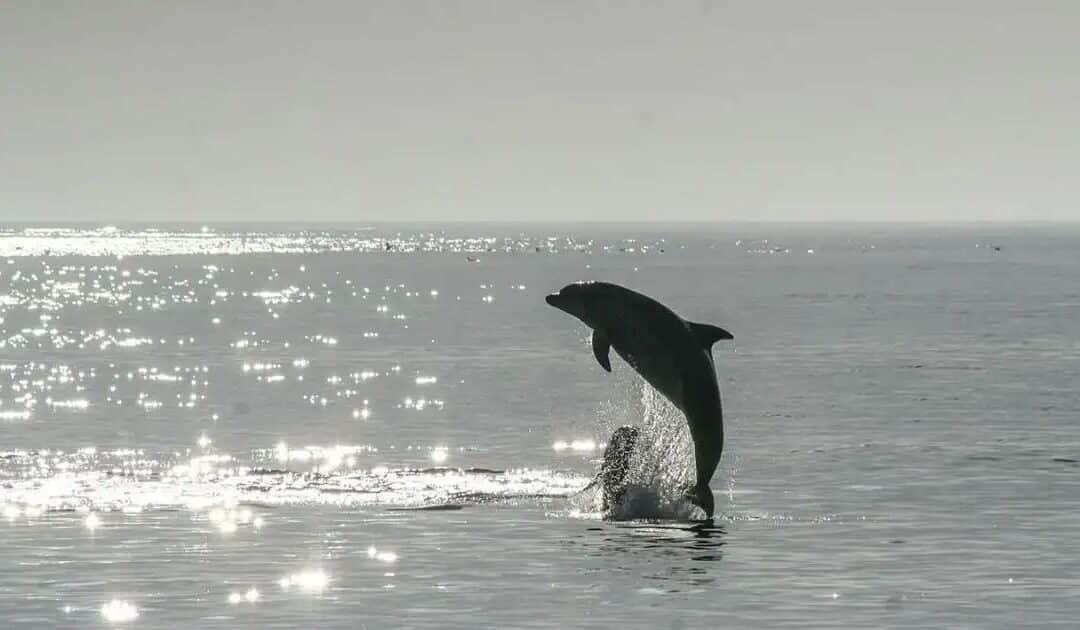 Dolphin’s Venice Visit Charms Tourists but Worries Experts
