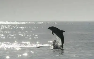 TODAYSTANCE Dolphin’s Venice Visit Charms Tourists but Worries Experts
