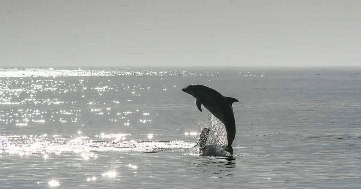 Dolphin’s Venice Visit Charms Tourists but Worries Experts Dolphin’s Venice Visit Charms Tourists but Worries Experts