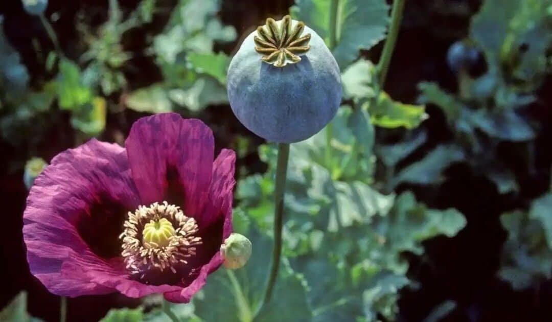 Opium Cultivation in Afghanistan Falls 20%, UN Warns of Rising Synthetic Drug Trade
