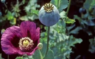 Opium Cultivation in Afghanistan Falls 20%, UN Warns of Rising Synthetic Drug Trade