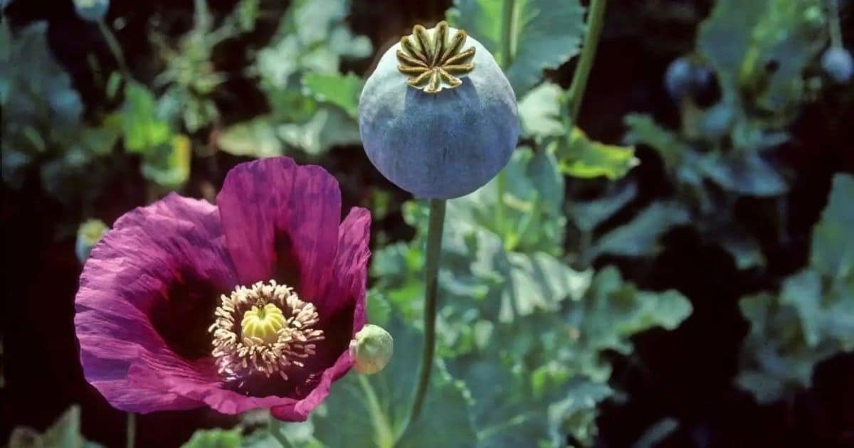 Opium Cultivation in Afghanistan Falls 20%, UN Warns of Rising Synthetic Drug Trade Opium Cultivation in Afghanistan Falls 20%, UN Warns of Rising Synthetic Drug Trade