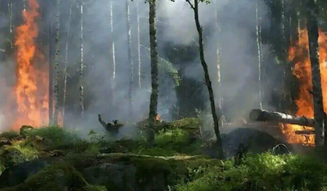 Over 6,000 Acres of Punjab Forests Destroyed by Fires in Three Years
