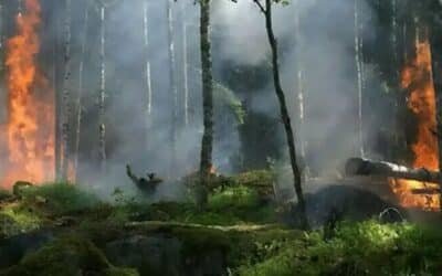 TODAYSTANCE Over 6,000 Acres of Punjab Forests Destroyed by Fires in Three Years