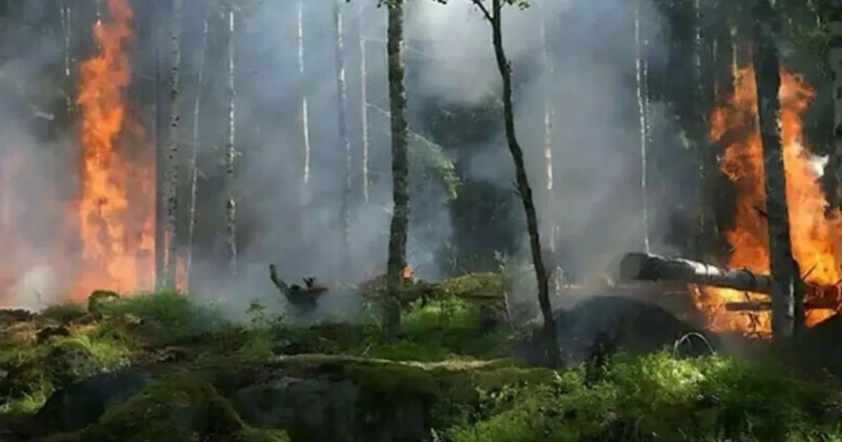 Over 6,000 Acres of Punjab Forests Destroyed by Fires in Three Years Over 6,000 Acres of Punjab Forests Destroyed by Fires in Three Years