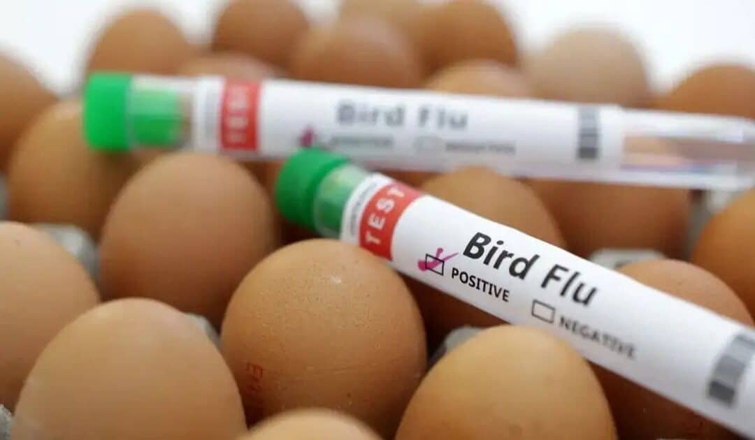 Scientists Develop One-shot Vaccine to Protect Against All Bird Flu Strains