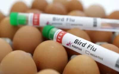 Scientists Develop One-shot Vaccine to Protect Against All Bird Flu Strains