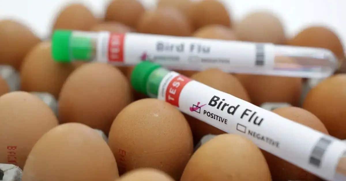 Scientists Develop One-shot Vaccine to Protect Against All Bird Flu Strains Scientists Develop One-shot Vaccine to Protect Against All Bird Flu Strains