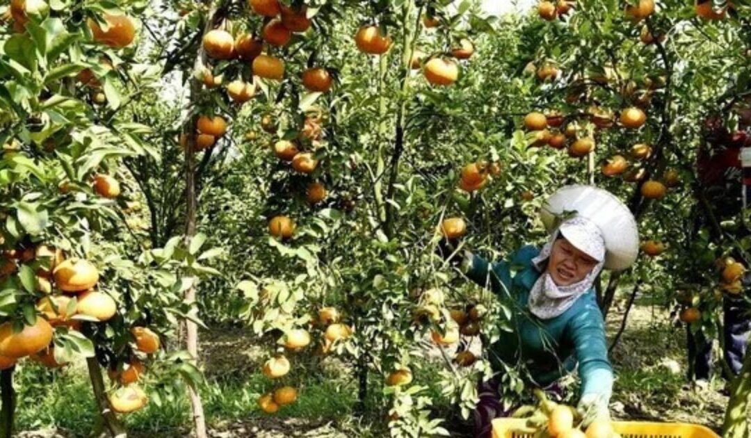 Vietnam Targets 15% Cut in Agricultural Emissions by 2035