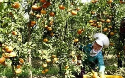 Vietnam Targets 15% Cut in Agricultural Emissions by 2035