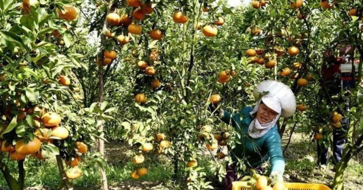 Vietnam Targets 15% Cut in Agricultural Emissions by 2035