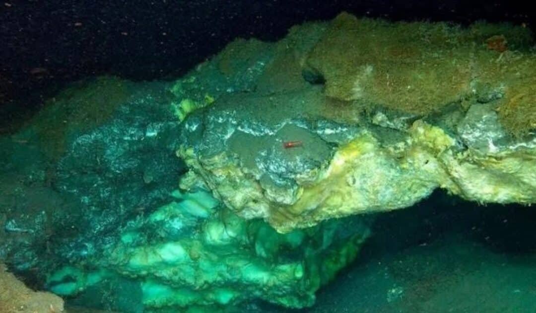 Unusual Marine Species Discovered Flourishing Nearly Two Miles Beneath the Arctic Ice