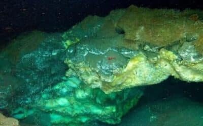 TODAYSTANCE Unusual Marine Species Discovered Flourishing Nearly Two Miles Beneath the Arctic Ice
