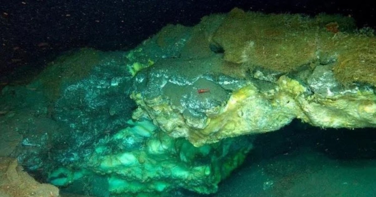 Unusual Marine Species Discovered Flourishing Nearly Two Miles Beneath the Arctic Ice Unusual Marine Species Discovered Flourishing Nearly Two Miles Beneath the Arctic Ice