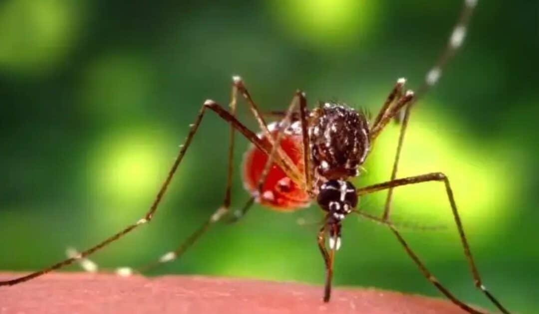 WHO Reports Over 500,000 Chikungunya Cases Globally Amid New Outbreaks
