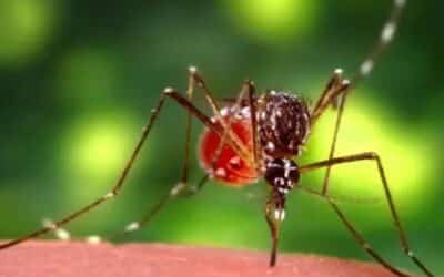 TODAYSTANCE WHO Reports Over 500,000 Chikungunya Cases Globally Amid New Outbreaks