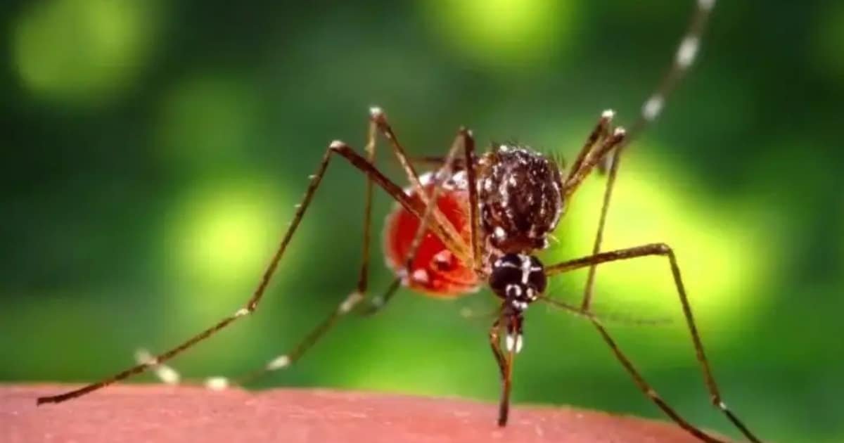 WHO Reports Over 500,000 Chikungunya Cases Globally Amid New Outbreaks WHO Reports Over 500,000 Chikungunya Cases Globally Amid New Outbreaks