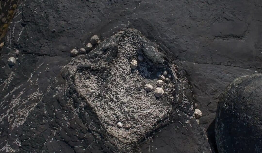 DinoTracker: New AI App Matches Footprints to Prehistoric Giants