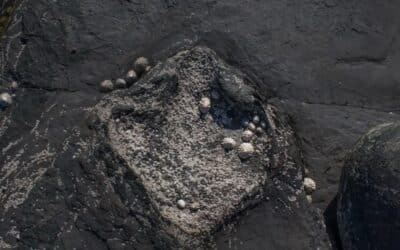 DinoTracker: New AI App Matches Footprints to Prehistoric Giants