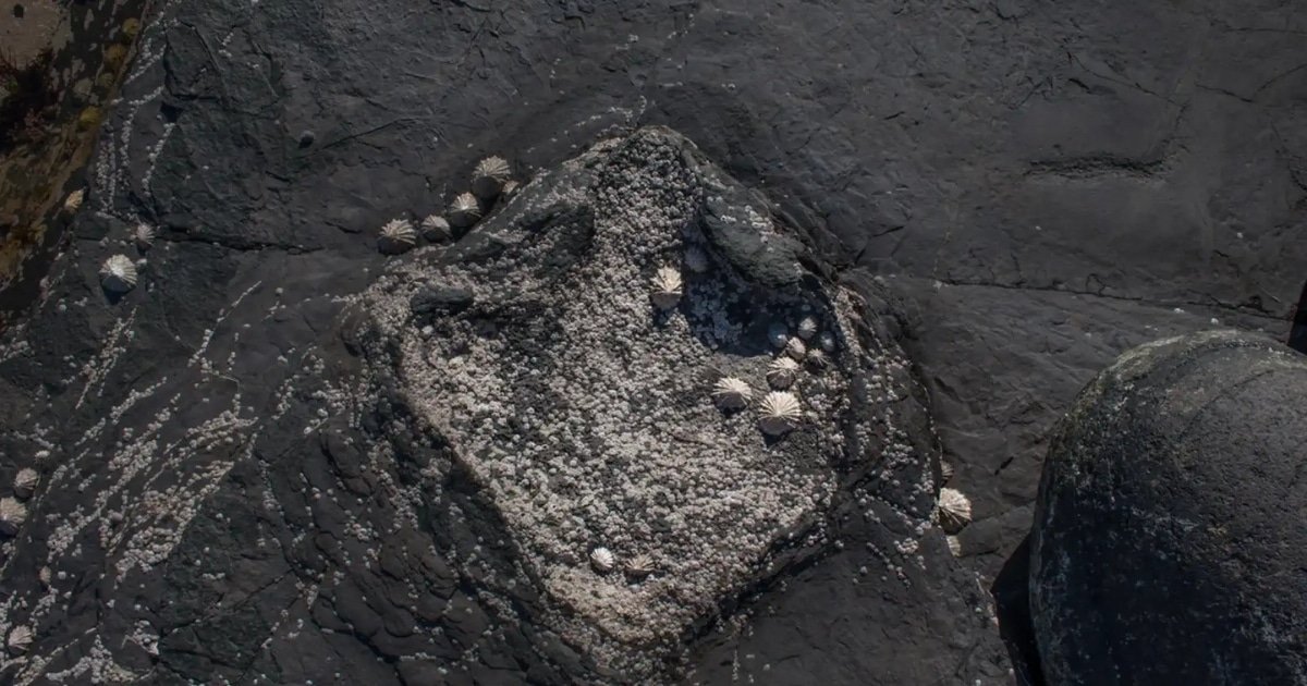 DinoTracker New AI App Matches Footprints to Prehistoric Giants