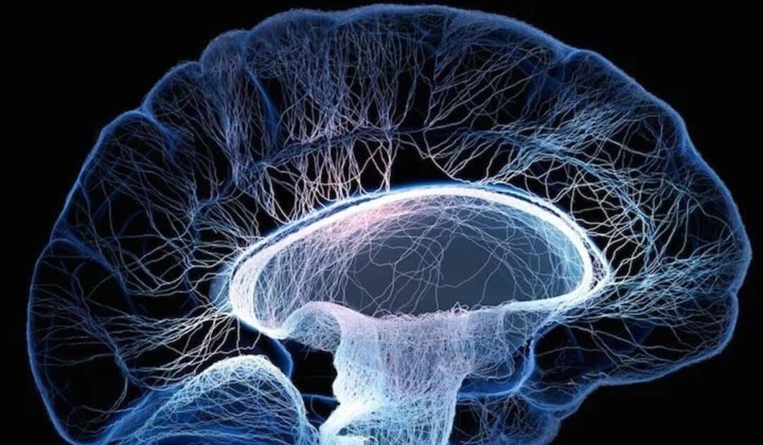 Brain Survival: U-M Scientists Discover ‘Sugar Switch’ to Save Neurons