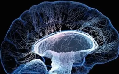 TODAYSTANCE Brain Survival: U-M Scientists Discover ‘Sugar Switch’ to Save Neurons