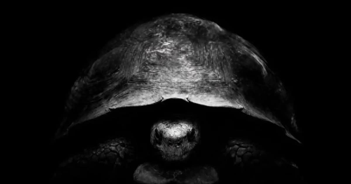 The Turtle vs. The Hare Bezos and Musk Clash Over New Moon Plans The Turtle vs. The Hare Bezos and Musk Clash Over New Moon Plans