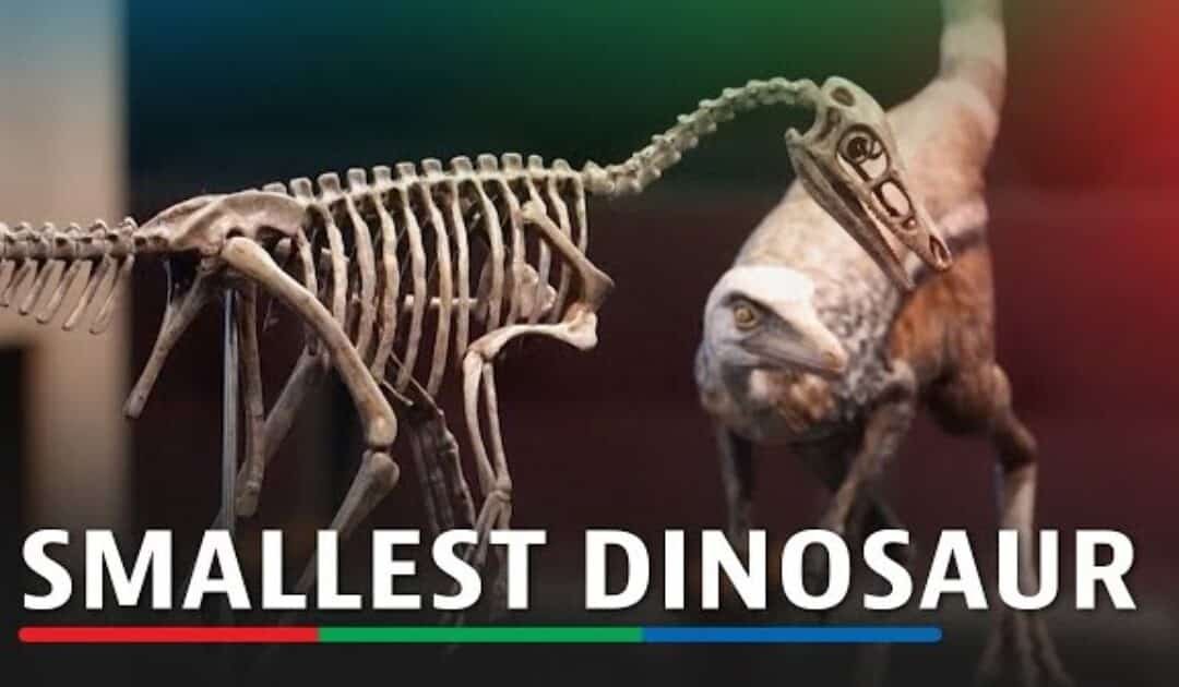 Crow-Sized Dinosaur Skeleton Unearthed in Argentina