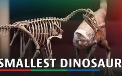 TODAYSTANCE Crow-Sized Dinosaur Skeleton Unearthed in Argentina