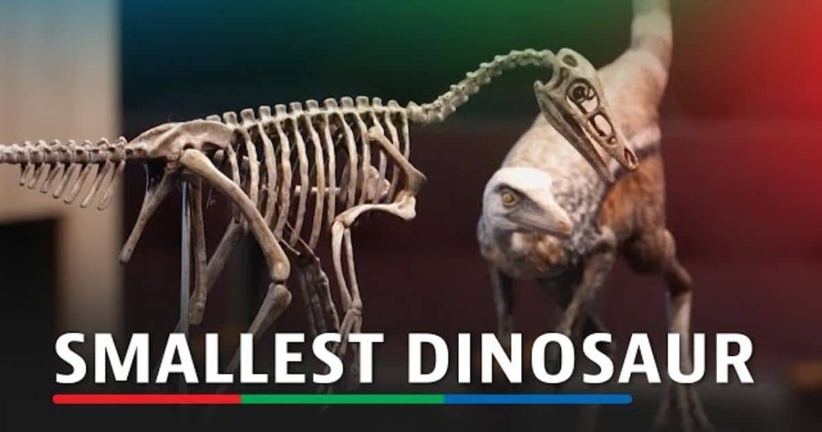 Crow-Sized Dinosaur Skeleton Unearthed in Argentina Crow-Sized Dinosaur Skeleton Unearthed in Argentina