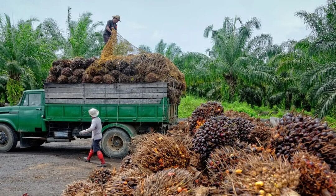 Surging Oil Prices Drive Global Shift Toward Palm Oil Biodiesel