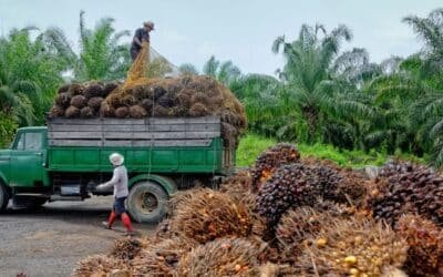 Surging Oil Prices Drive Global Shift Toward Palm Oil Biodiesel