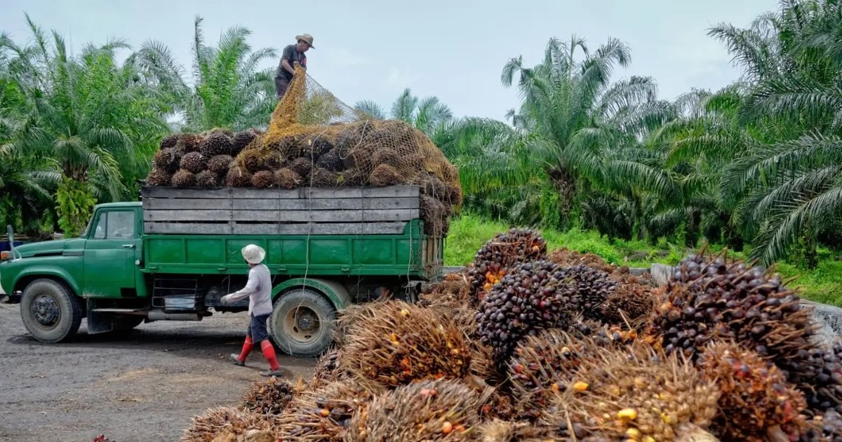 Surging Oil Prices Drive Global Shift Toward Palm Oil Biodiesel Surging Oil Prices Drive Global Shift Toward Palm Oil Biodiesel