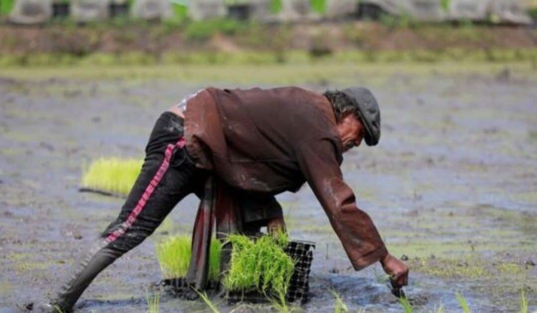 Hidden Cost of Iran War: Asia’s Rice Paddies are Facing a “Perfect Storm”