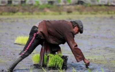 TODAYSTANCE Hidden Cost of Iran War: Asia’s Rice Paddies are Facing a “Perfect Storm”